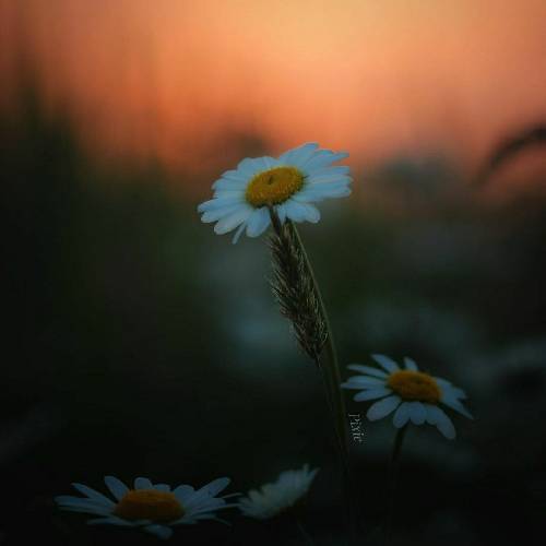 منم ماهی خسته از آب که تن میده به تور تا کم شه غماش